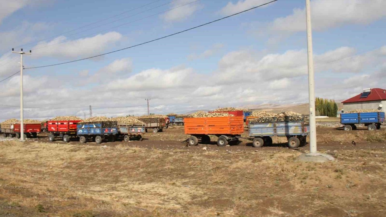Malazgirt’te Şeker Pancarı Alım Sezonu Hız Kesmiyor: Hedef 120 Bin Ton