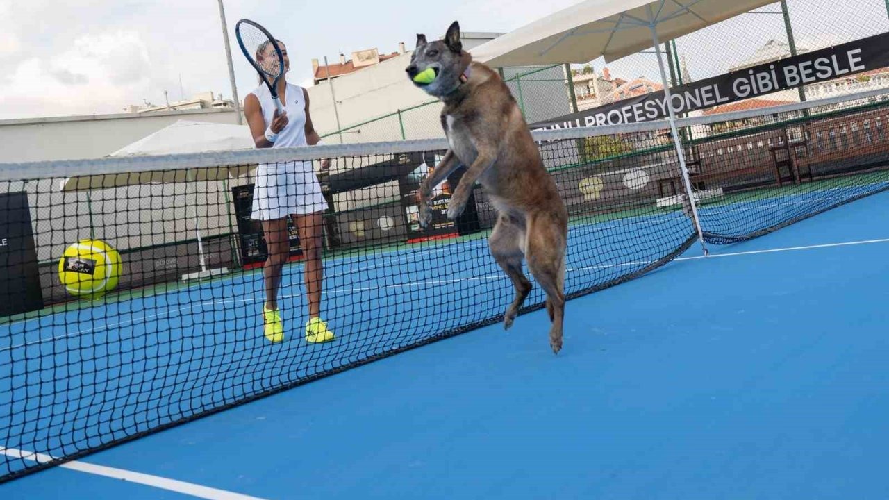 Milli Tenisçi Çağla Büyükakçay, Patili Dostlar İçin Kortta: "Profesyonel Gibi Bakın"