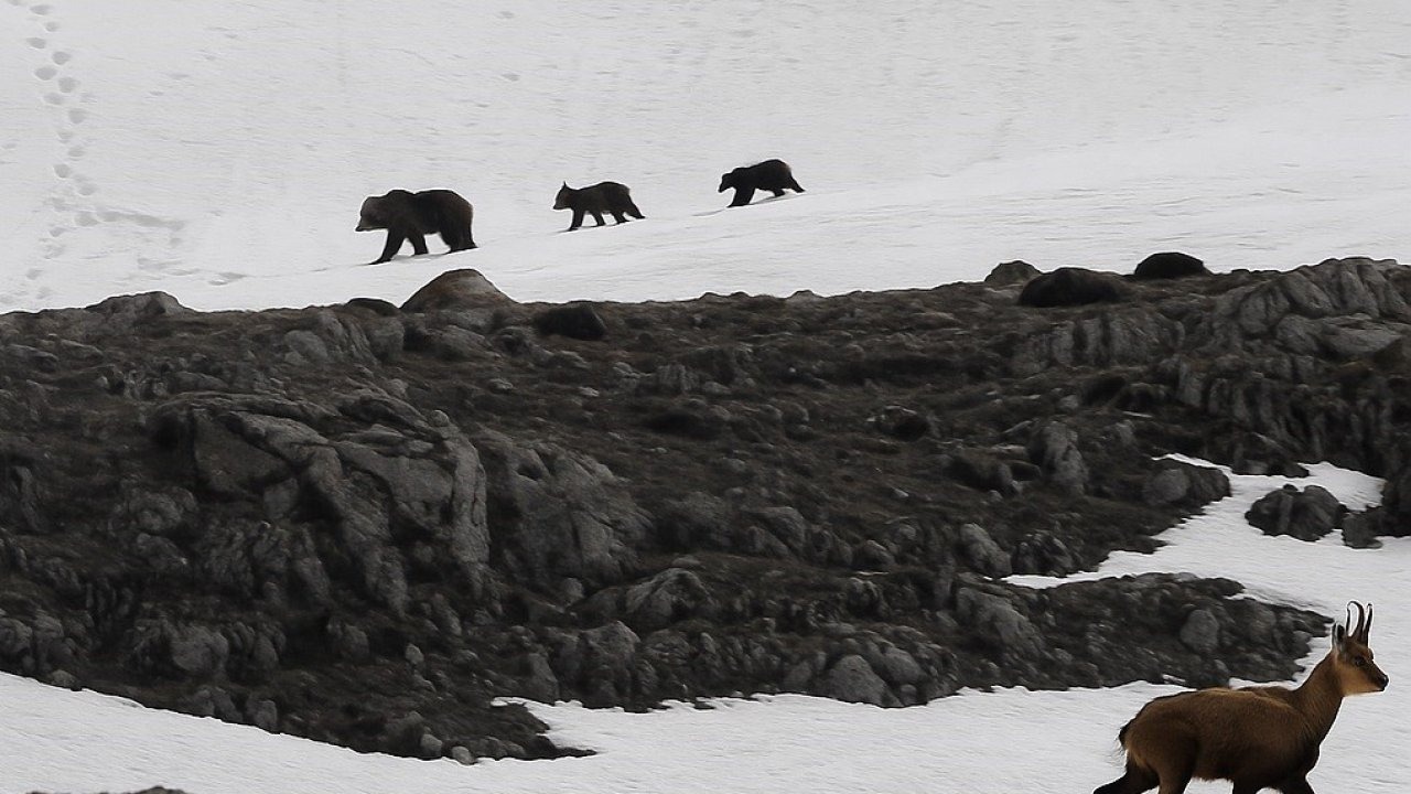 Munzur Dağı&#039;nda Boz Ayı Paniği: Çengel Boynuzlu Dağ Keçileri Görüntülendi