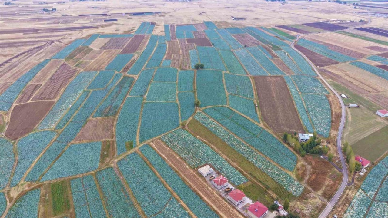 Muş Ovası'nda Lahana Hasadı Başladı: Kent Ekonomisine 150 Milyon TL Katkı Bekleniyor