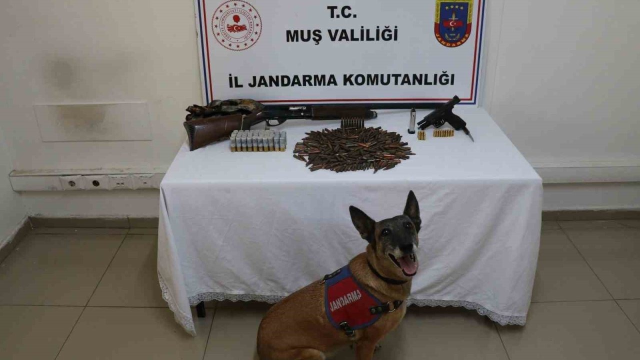 Muş’ta Jandarma Operasyonu: Tezek Yığınının Altından Silah ve Mühimmat Çıktı