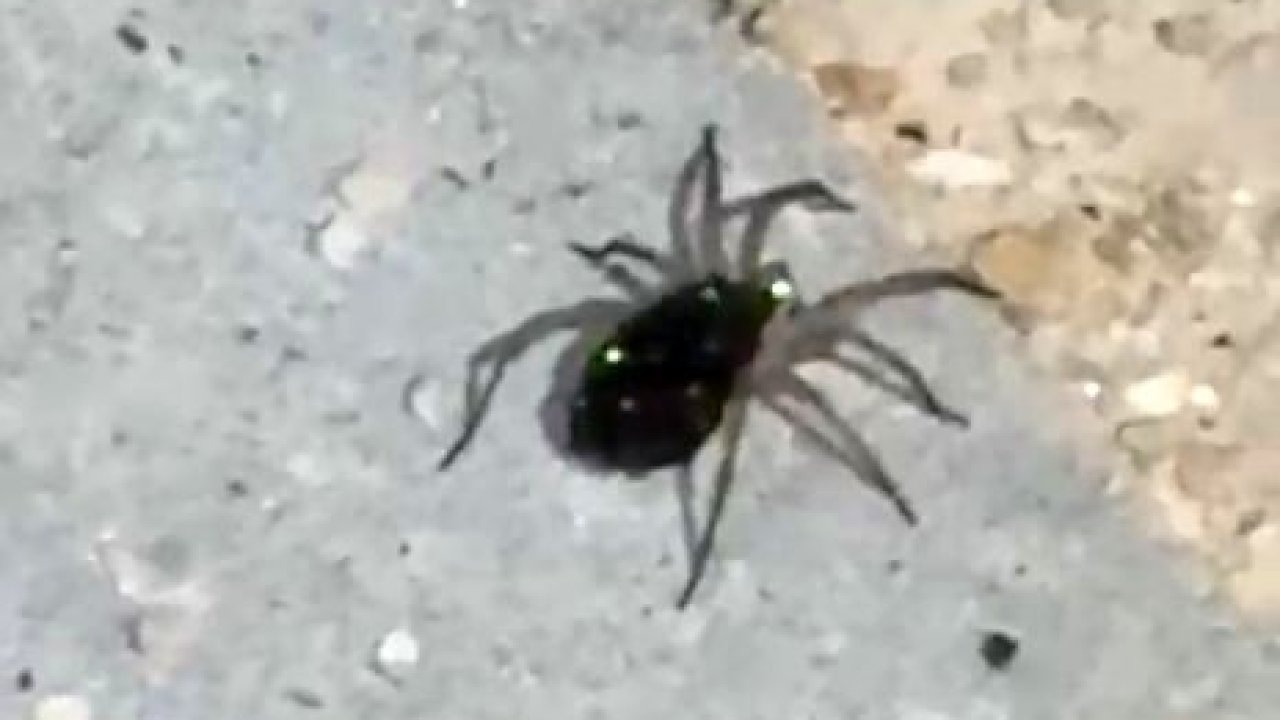 Nadir Görüntü: Elazığ’da Yüzlerce Yavrusunu Sırtında Taşıyan Kurt Örümceği Kameralara Yansıdı