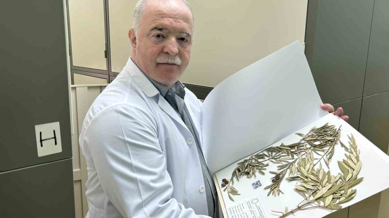 Nuh&#039;un Gemisi&#039;nin Yerine &#039;Zeytin Dalı&#039;ndan Bilimsel Kanıt İddiası: Cudi Dağı&#039;nda Doğal Zeytin Ağacı Tespiti!