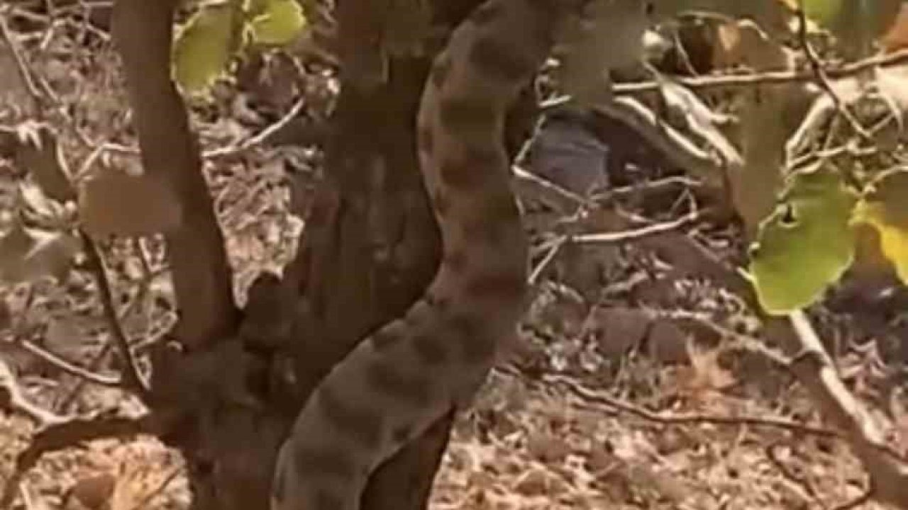 Nusaybin Bagok Dağı’nda Nadir An: Engerek Yılanı Ağaca Tırmanırken Görüntülendi