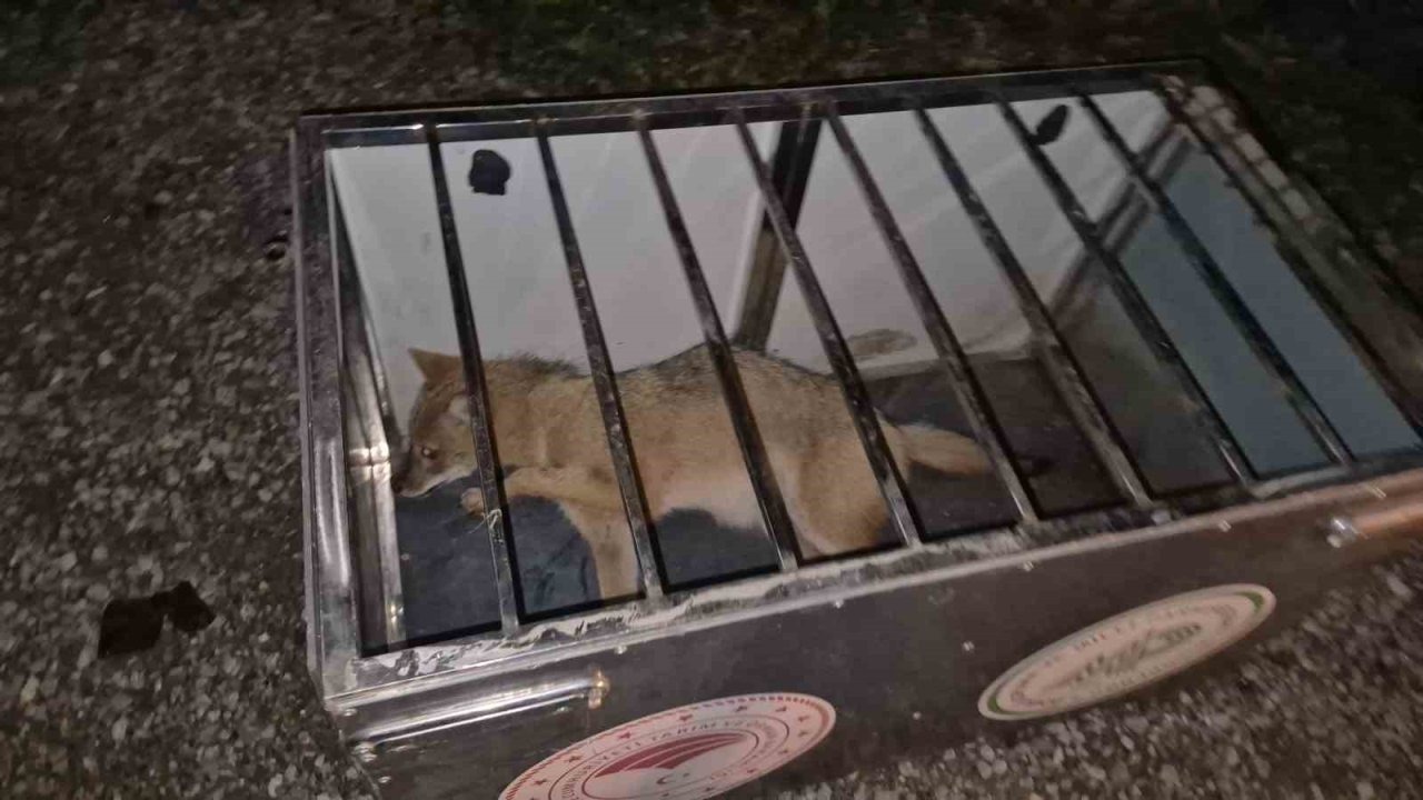 ola Atlayan Tilkiye Çarpan Sürücü ve Arkadaşı, Yaralı Hayvanı Terk Etmedi