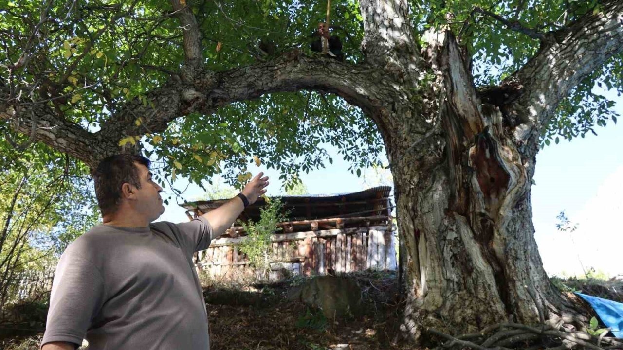 Oltu’da 620 Yıllık Tarihi Ceviz Ağacında Hasat Heyecanı