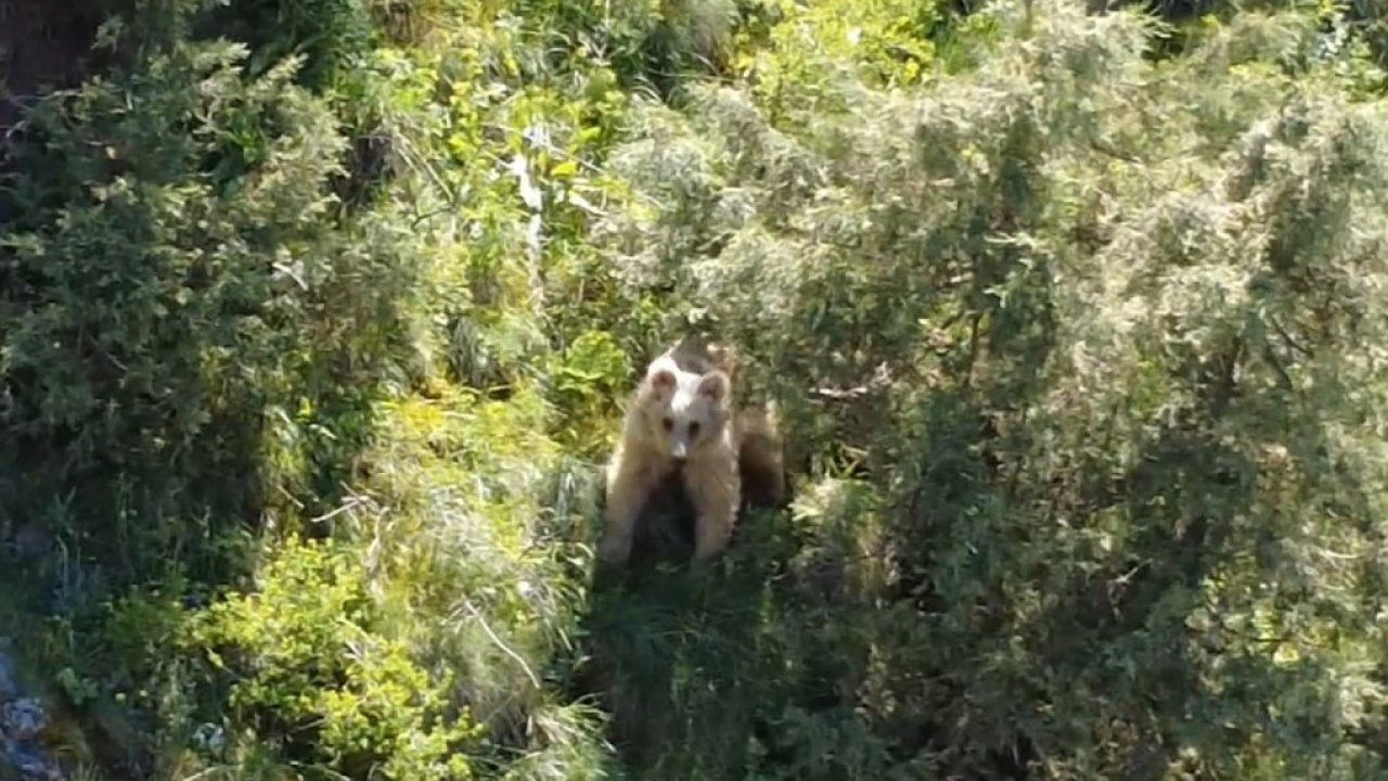 Oltu&#039;da Nadir Anlar: Doğa Tutkununun Dron Kamerasına Boz Ayı Yakalandı