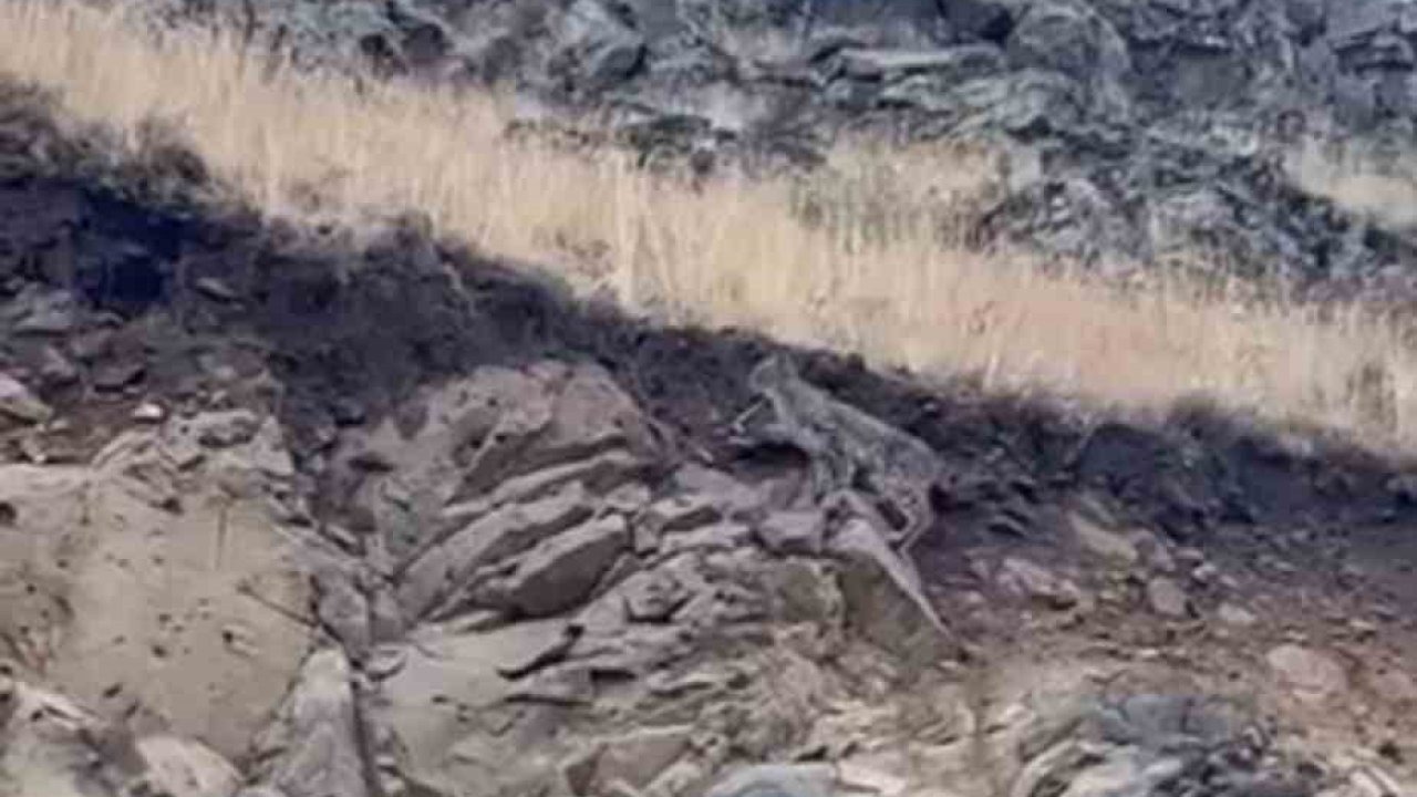 Ormanların Hayaleti Kars&#039;ta Görüntülendi: Anadolu Vaşağı Kamerada!