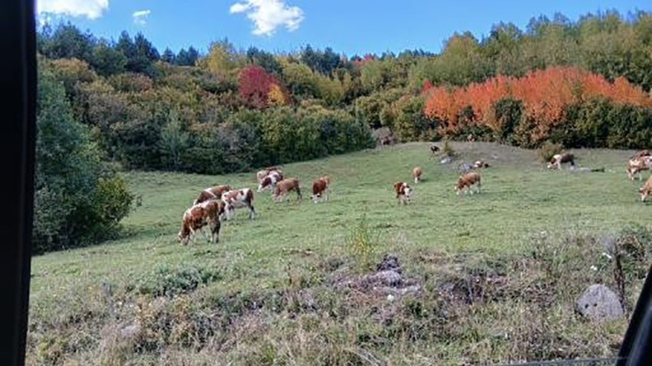 Posof Sonbaharda Renk Cümbüşüne Büründü