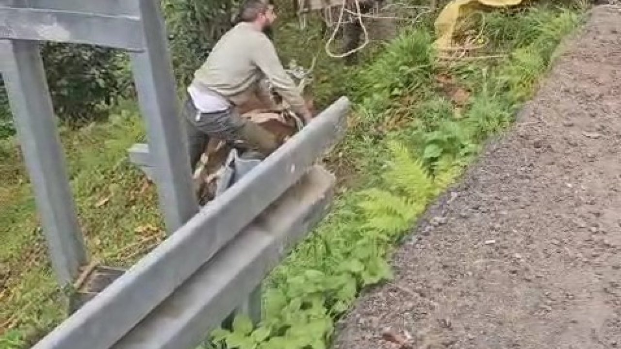 Rize’de Dramatik Kurtarma Operasyonu: Yoldan Yuvarlanan İnek Vinçle Çıkarıldı