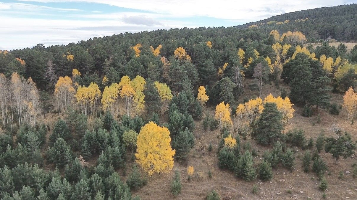 Sarıkamış Sarıçam Ormanları Sonbaharda Kartpostallık Görüntüler Sunuyor