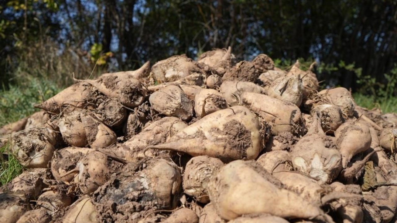 Şeker Dairesi Başkanı Sinan: Pancar Üretiminde Kısıtlama Gündemimizde Yok