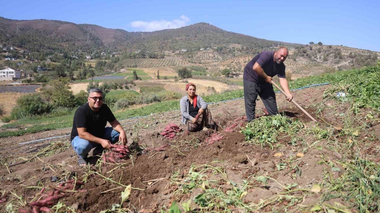 Şifa Deposu 'Tatlı Patates' Hasadı Başladı: Tarlada Kilogramı 35 TL!