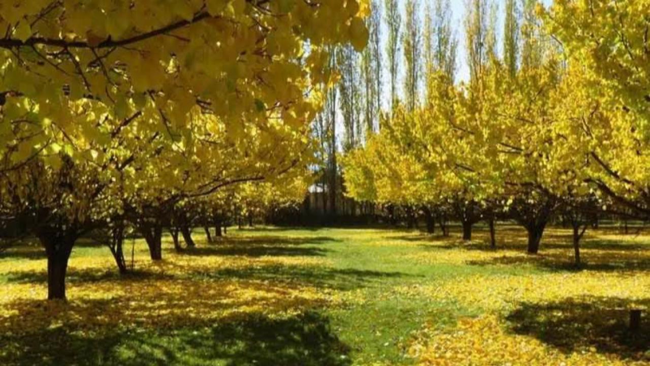 Sonbaharın Sarı Sessizliği: Iğdır’da Bir Ekim Hikâyesi
