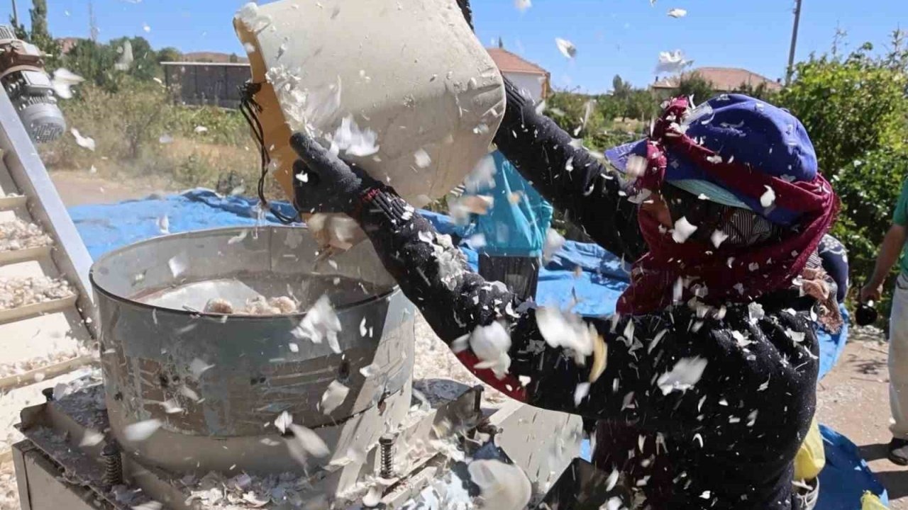 &#039;Süper Sarımsağı&#039; İçin Ekim Sezonu Başladı: Hedef 150 Ton Rekolte