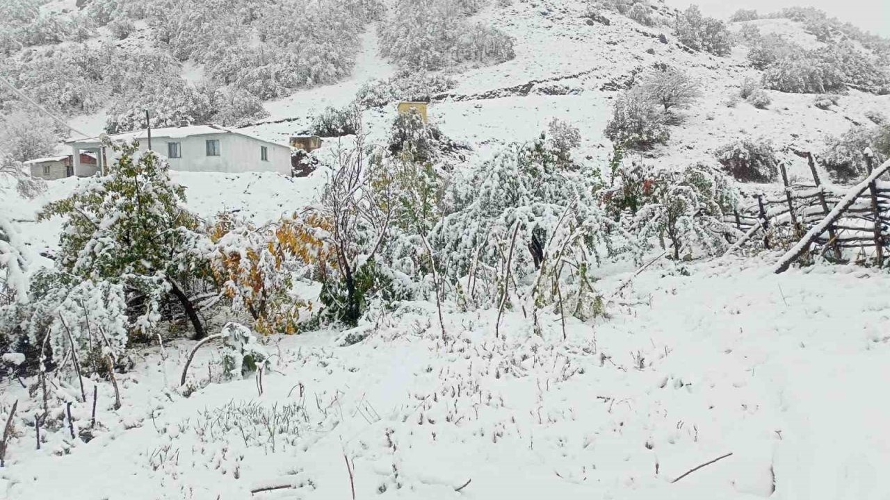 Tercan&#039;da Erken Kış Şoku: Ceviz Hasadı Kar Altında Kaldı