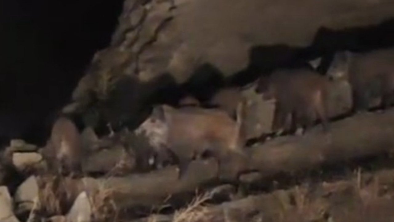 Van Başkale&#039;de Yiyecek Arayan Domuz Sürüsü Mahallede Görüntülendi