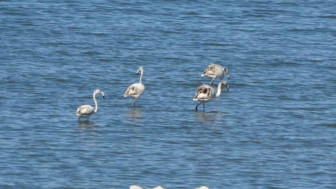 Van Gölü Sahili Allı Turna (Flamingo) Akınına Uğradı: İlk Defa İskele Mahallesi’nde Konakladılar