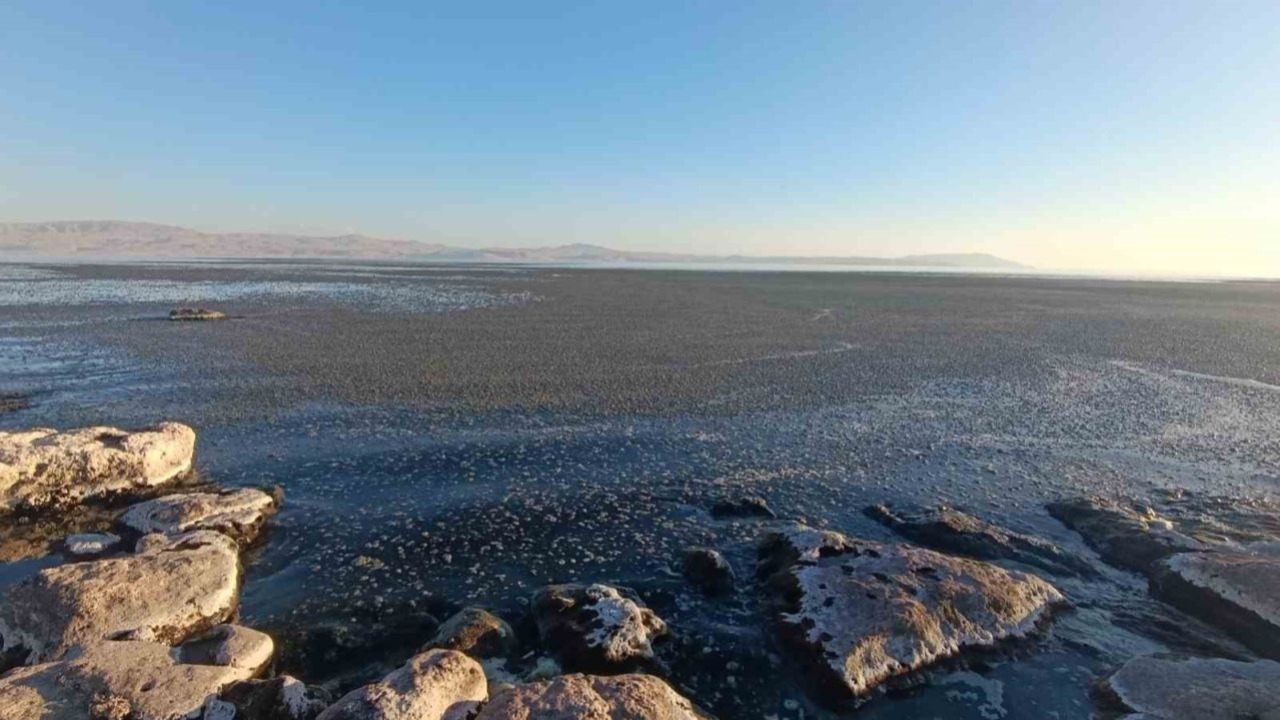 Van Gölü’nde Alarm Zilleri Çalıyor: Kıyı Şeridinde Yoğun Yosunlaşma Gözlendi