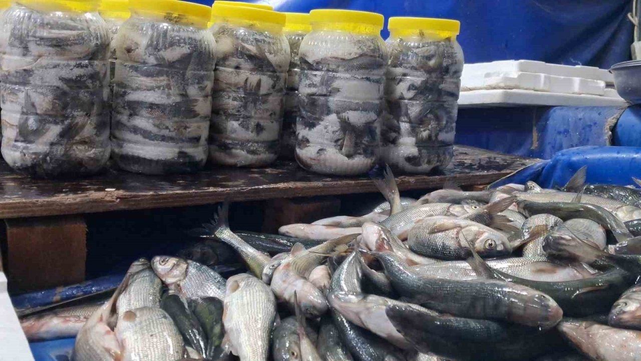 Van Gölü’nün Endemik İnci Kefali Tezgahları Şenlendirdi: Kırmızı Ete Alternatif Oldu