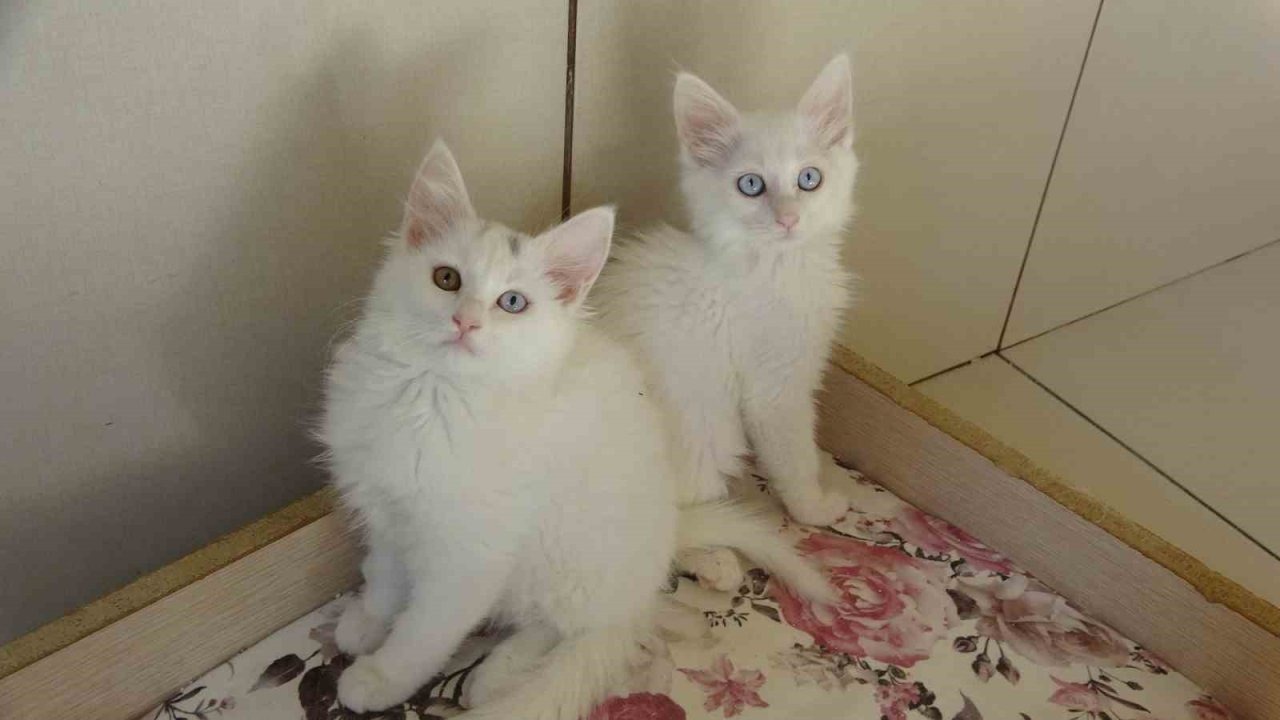 Van Kedisi İçin &#039;Kırmızı Alarm&#039; Tehlikesi Kalktı: Zorlu Koruma Çalışmaları Sonuç Verdi