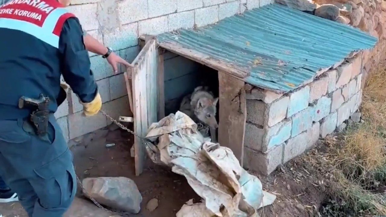 Van’da Kurdu Zincirle Evinin Önüne Bağlayan Şahsa 81 Bin 355 TL Ceza Kesildi