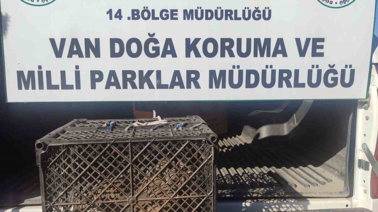Van’da Yasa Dışı Kafes Avcısına Ağır Ceza: 53 Bin 883 TL Para Cezası Kesilecek