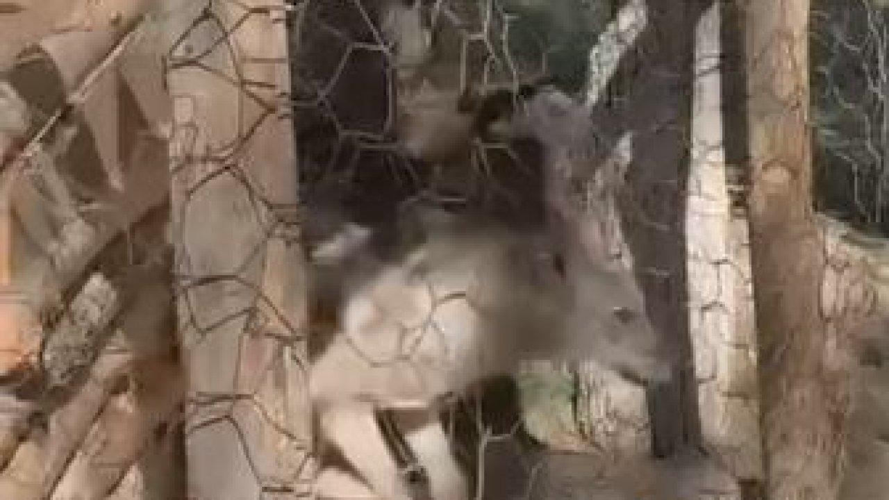 Van’ın Özalp İlçesi’nde Kafeste Tutulan Kurt, Jandarma Operasyonuyla Kurtarıldı