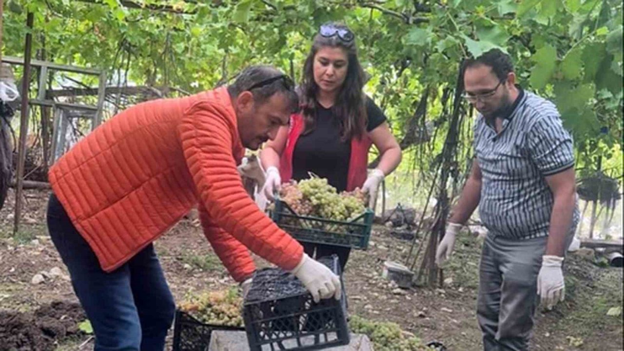 Yasaklı Pestisit Şoku: Dimethoate Tespit Edilen Üzümler İmha Edildi