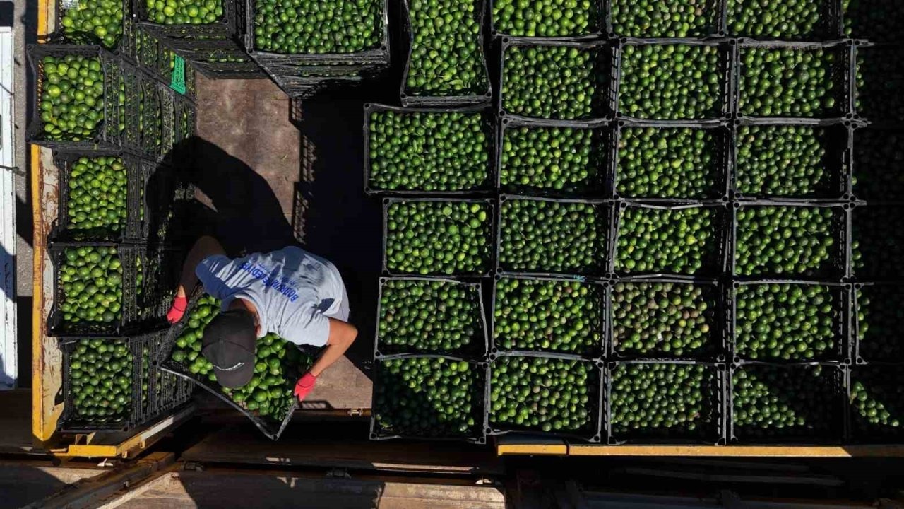 Yeşil Bodrum Mandalini, Türkiye&#039;nin Dört Bir Yanına Ulaşıyor