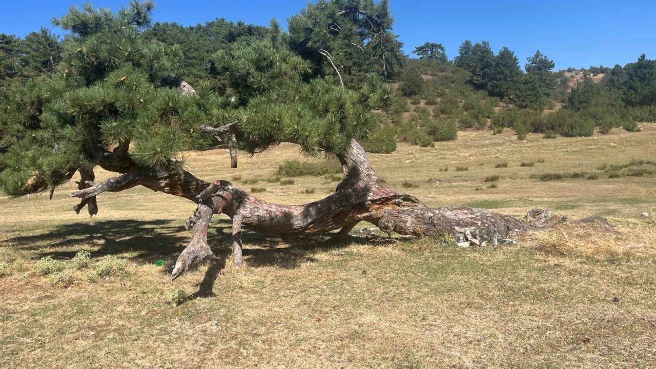 Yıldırımın Yaraladığı, Yıkılmayan Çam Ağacı Süleymanlı Gölü&#039;nün Simgesi Oldu