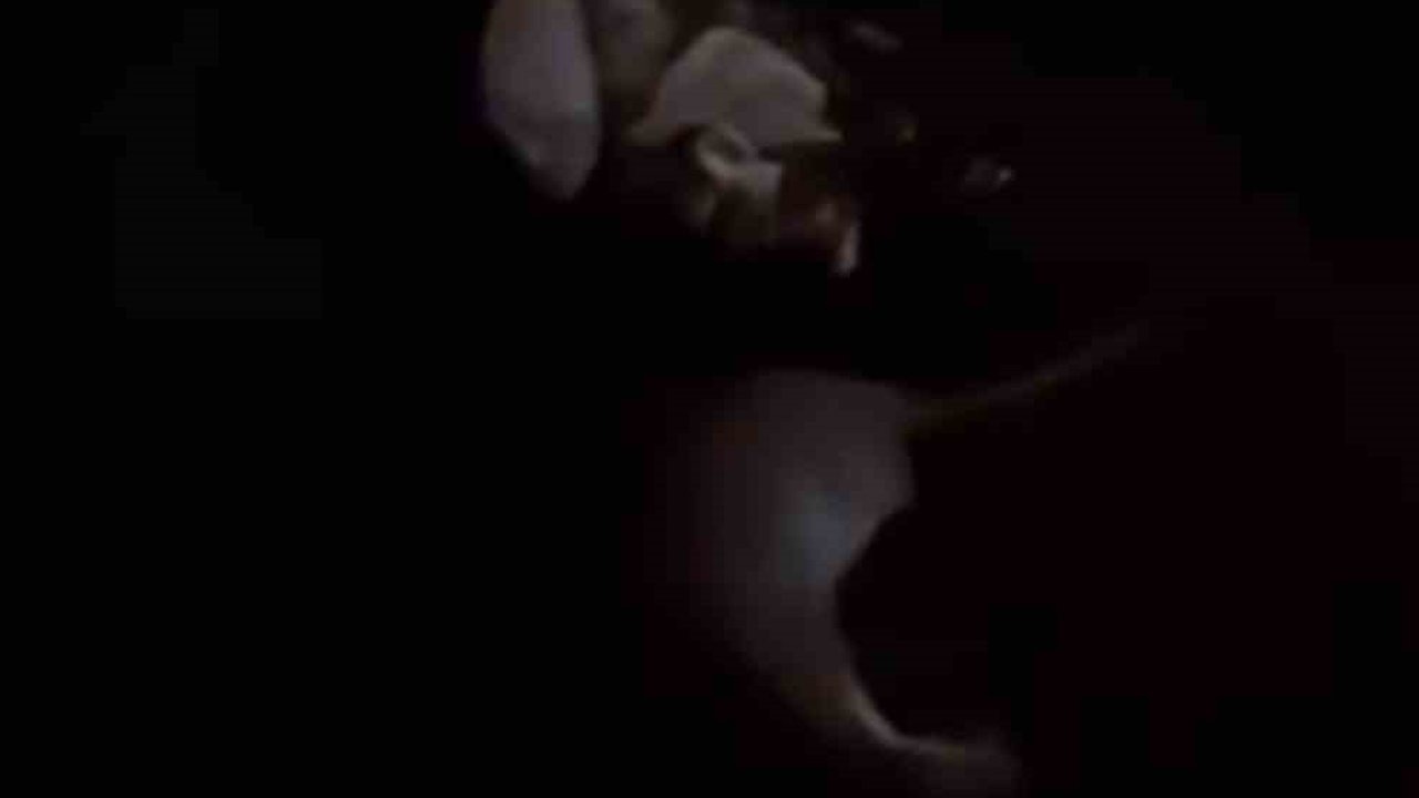 Yüksekova Merkezinde Nadir Misafir: Su Samuru Görüntülendi