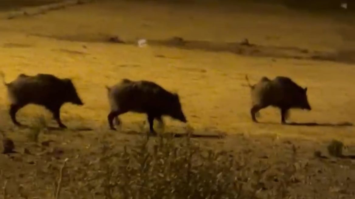 Yüksekova&#039;da Açlık Domuz Sürüsünü Köye İndirdi