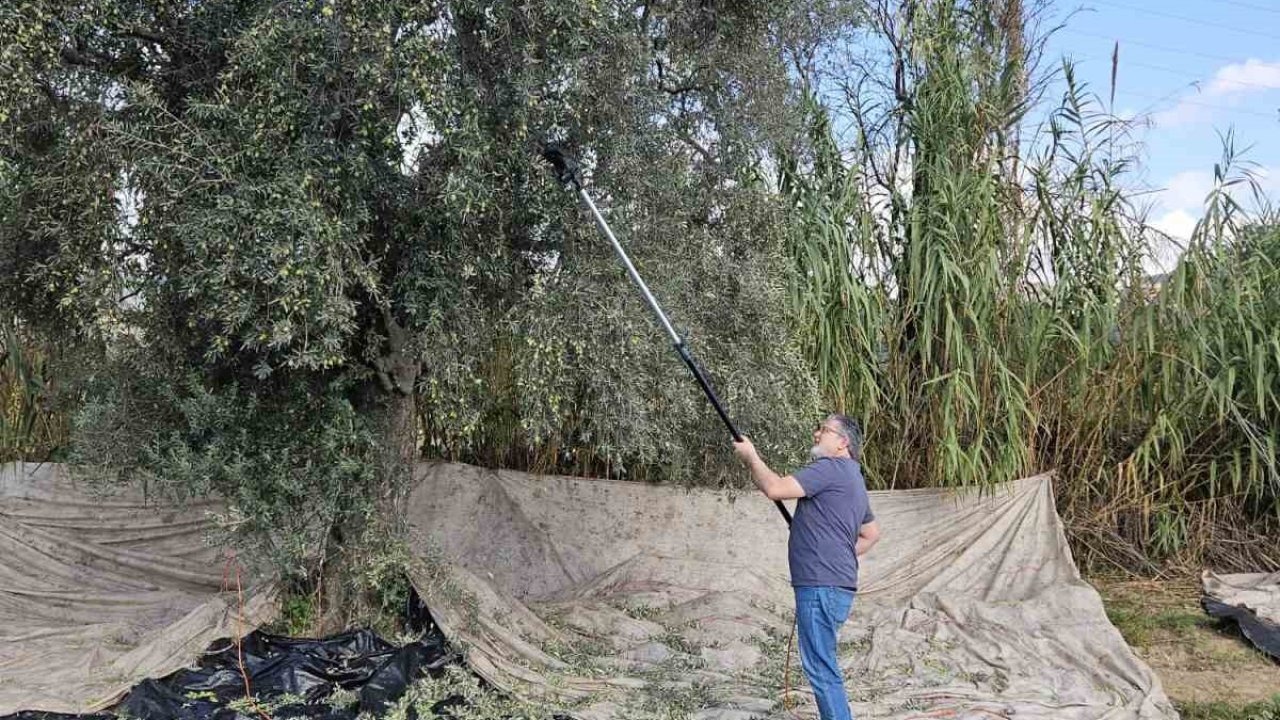 Zeytin Hasadı Başladı: Yağışlar Üreticinin Yüzünü Güldürdü, &quot;Rekolte Çok İyi&quot;