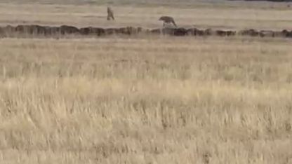 Kars Susuz'da Kurt Sürüsü Görüntülendi: Vatandaşlar O Anları Kaydetti