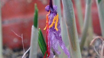 Van YYÜ Herbaryumu, Değerli Safran Türünü Bilimsel Güvence Altına Aldı