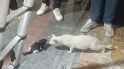 İtfaiye Ekiplerinden Hassas Kurtarma Operasyonu: Kolon Boşluğuna Düşen Yavru Kediler Kurtarıldı!