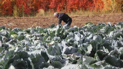 Sivaslı Çiftçi Ata Tohumuyla Dev Lahanalar Yetiştiriyor: Ağırlıkları 20 Kiloyu Buluyor!