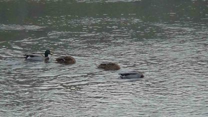 Kars Çayı Yüzlerce Yabani Ördeğe Ev Sahipliği Yapıyor: Şehir Merkezinde Görsel Şölen