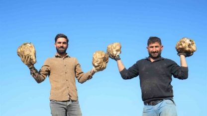 Muş Ovası’nda Şeker Pancarı Hasadı Tüm Hızıyla Sürüyor: Emeğin Karşılığı Alınıyor