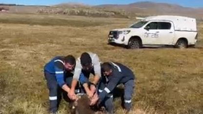 Bataklığa Saplanan Büyükbaş Hayvanı Aras Edaş Ekipleri Kurtardı