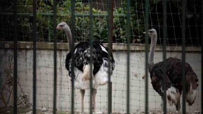 Avrupa'da Kuş Gribi Alarmı: İspanya ve İrlanda'da Kümes Hayvanları Kapalı Tutulacak