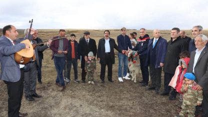 Kars Arpaçay'da Kadim Gelenek Devam Ediyor: Koç Katım Töreni Renkli Görüntülere Sahne Oldu