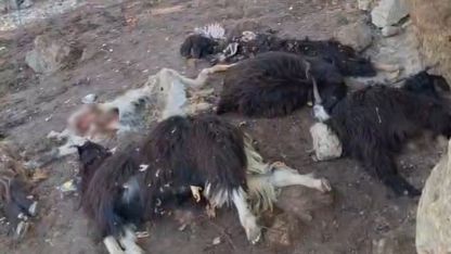 Batman Sason'da Kurt Saldırısı: 10 Keçi Telef Oldu