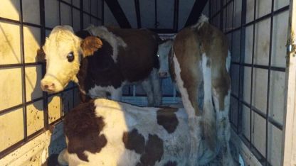 Muş’ta Jandarmadan Çalıntı Hayvan Operasyonu: 1 Tutuklama