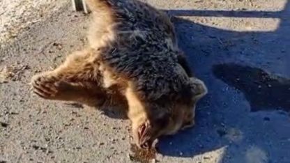 Van'da Aracın Çarptığı Ayı Telef Oldu