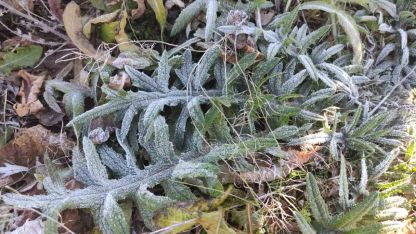 Ardahan Göle, -6,4 Dereceyle Türkiye'nin En Soğuk Yeri Oldu