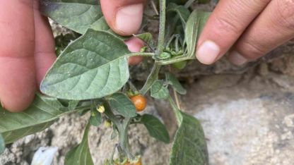 Patnos’ta Kasım Şaşkınlığı: Mevsim Normalleri Aşan Sıcaklıklar Bahar Manzaraları Oluşturdu!