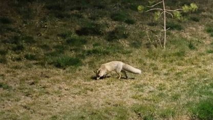 Bitlis Merkezde Tilkiler Görüntülendi: Aç Kalan Yabani Hayvanlar Şehre İndi