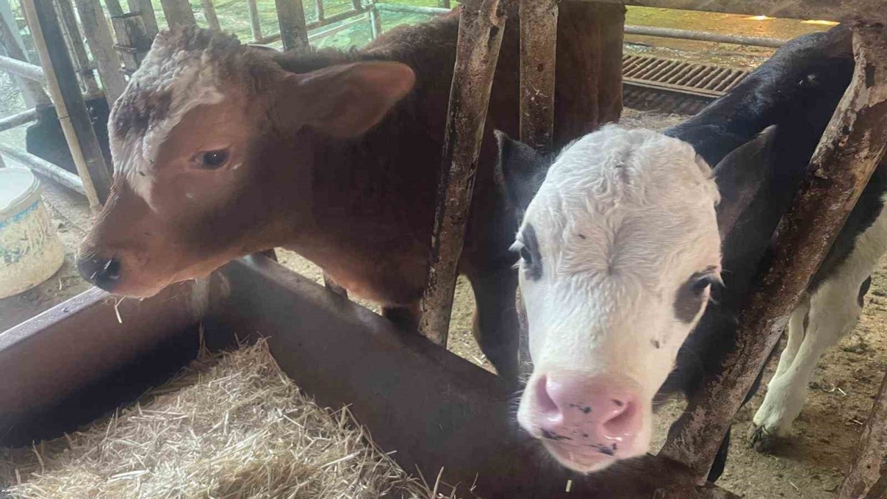 ABD Tarım Bakanlığı Raporu: Türkiye’de Yıllık Buzağı Kaybı 500 Bine Ulaştı